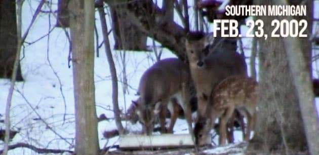 whitetail deer fawn in winter - February 23, 2002 southern Michigan