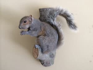 squirrel mount - squirrel taxidermy