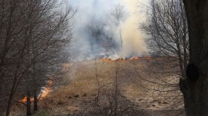 fire to improve wildlife habitat
