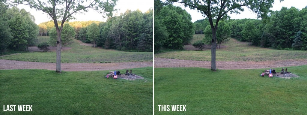 roundup sprayed switchgrass field comparison week to week