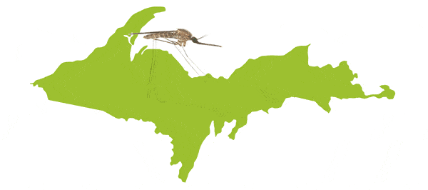 mosquitos upper peninsula - how mosquitos survive winter