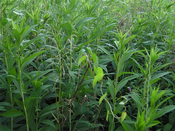 weed free food plots without Roundup