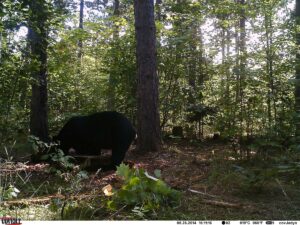 black bear hunting wisconsin over bait