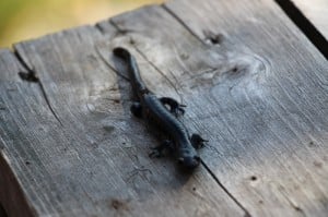 When he wasn't fishing, Jacob was catching frogs, crayfish, and salamanders. This is the endangered blue-spotted salamander.