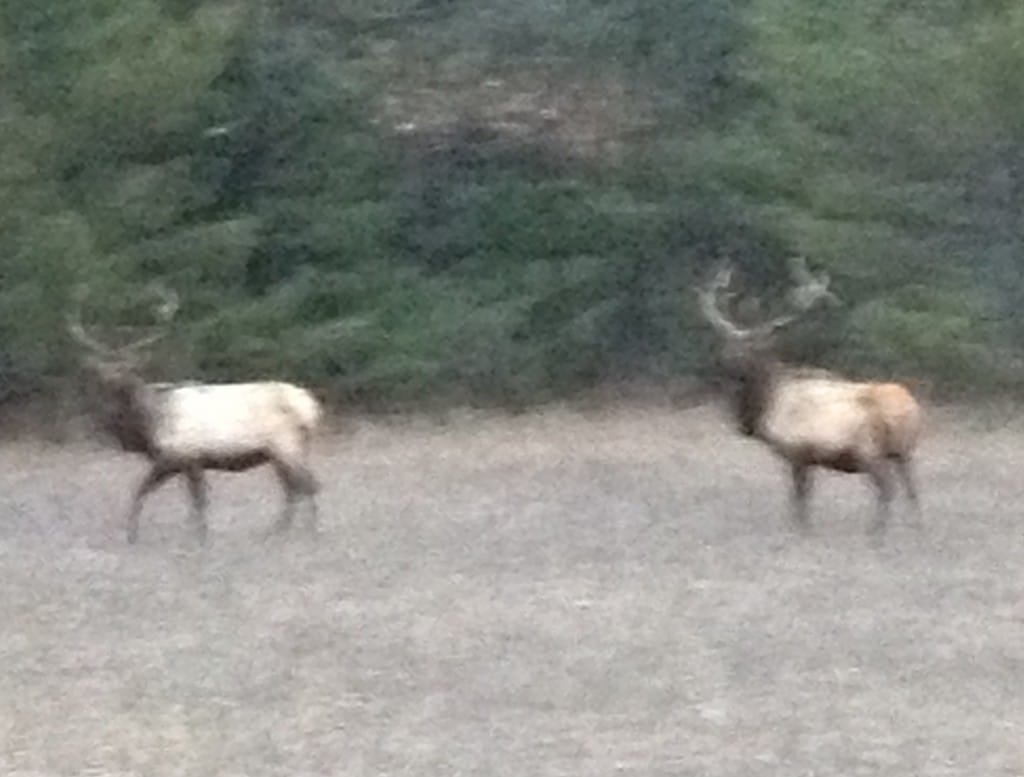 2 michigan bull elk in the pigeon river state forest