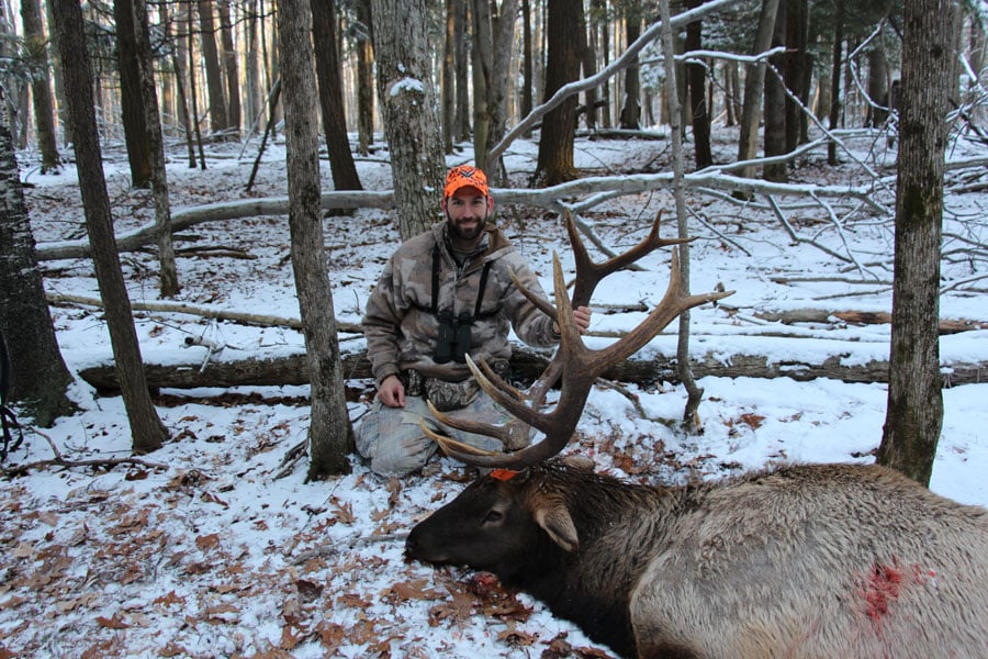 elk hunting michigan - mature 6x6 elk