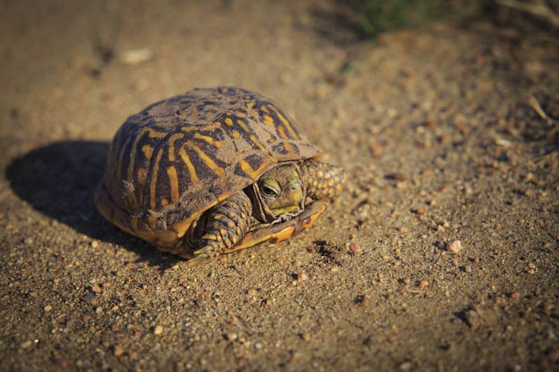 nebraska box turtle