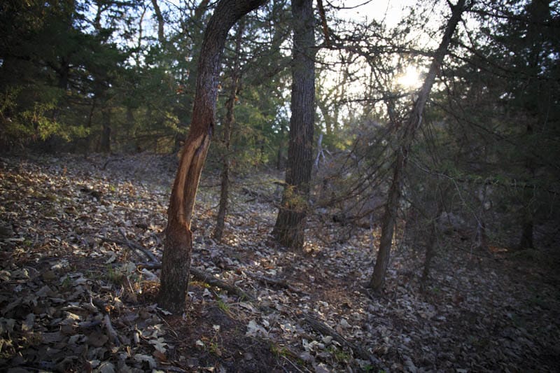 big buck rub on cedar tree - nebraska