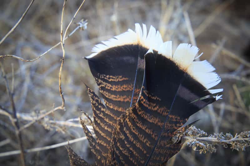 merriam turkey feathers