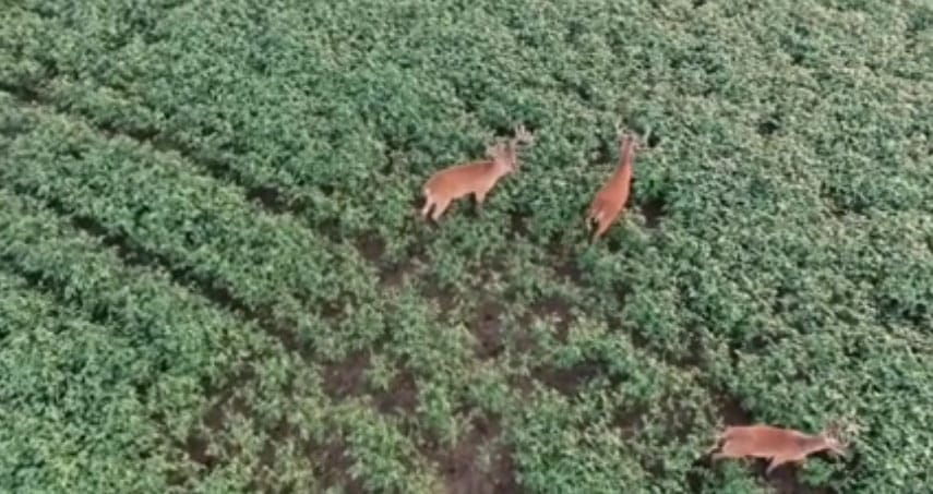 filming bucks with drone