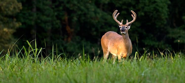 early season whitetails - hunting early for big whitetails