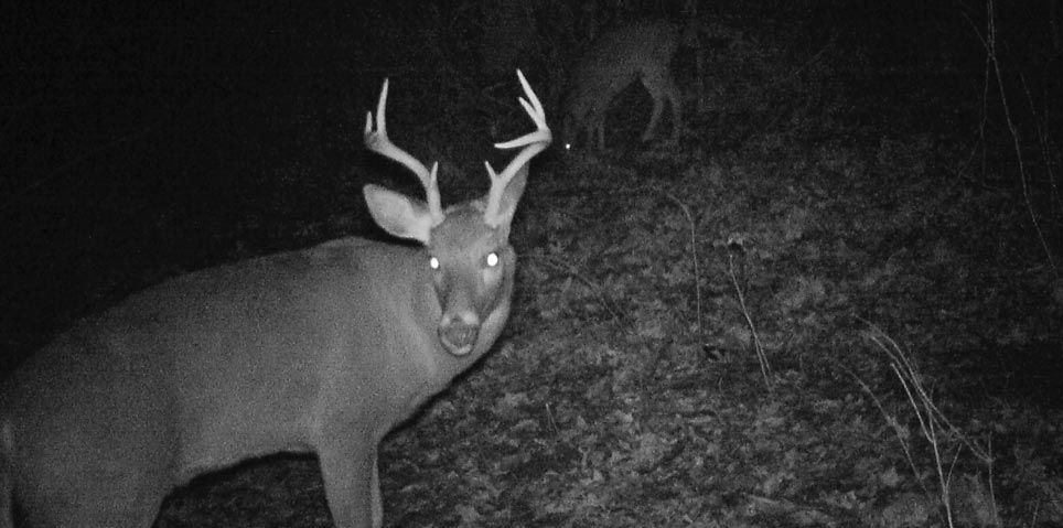 covert trail camera picture of 8 pointer Jacobs after