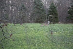 does and fawns on michigans firearm deer opener