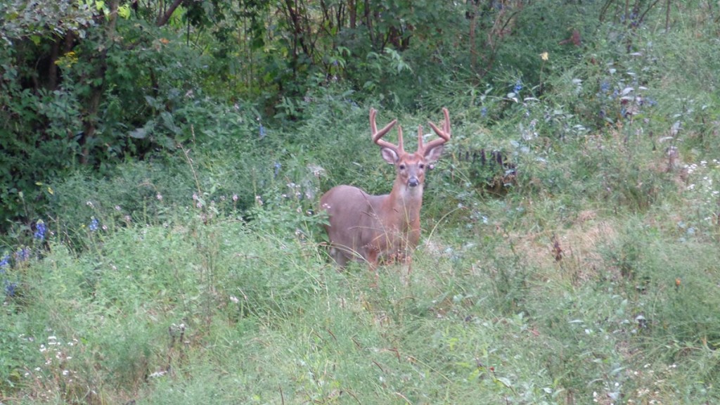 daylight deer movement is key to early archery success