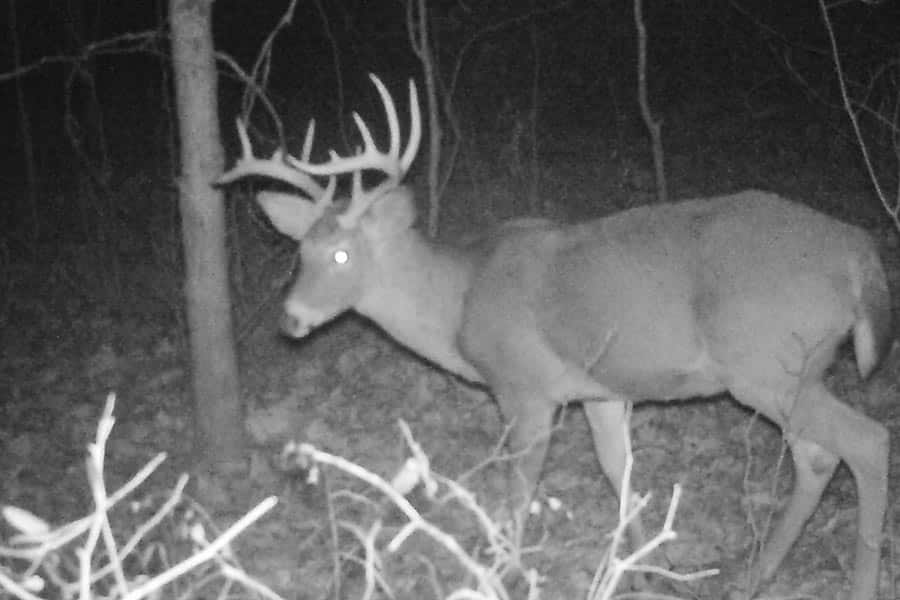 southern ohio nice young buck