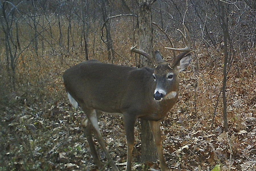 nice young 8 pointer southern ohio