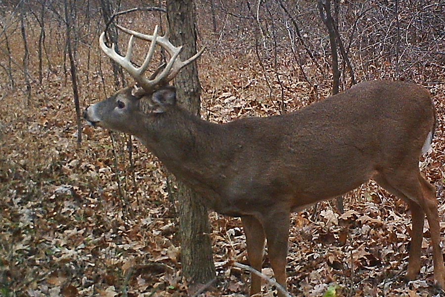 big woods ohio buck