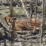 newborn fawn wisconsin land for sale