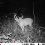 big buck trail camera hunting land for sale