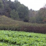 food plot on land for sale in Modena Wisconsin