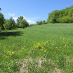 spring food plot on land for sale
