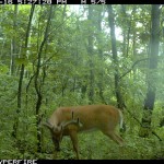 great potential young wide 8 point on land for sale by owner