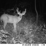 young buck on trail cam on Modena farm