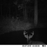 young buck at night on Modena buffalo county farm for sale