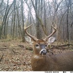 quality deer management - passing young bucks