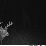 old buck on land for sale by owner