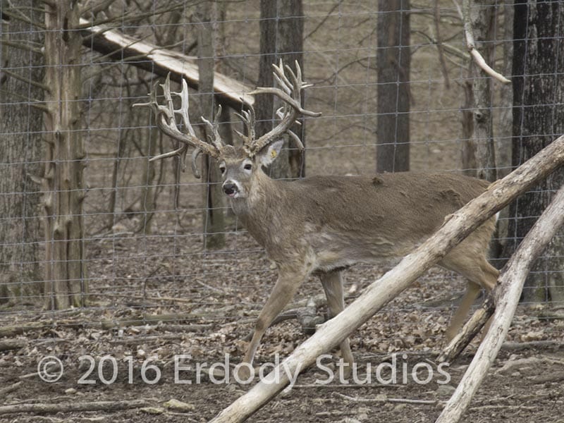 breeder buck - Kentucky deer farm Barry South