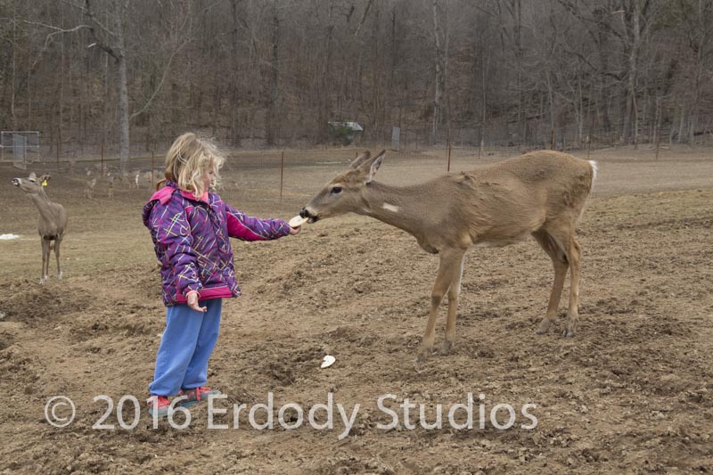 Jordyn Erdody feeding Sunny the doe at Barry's deer farm in Kentucky