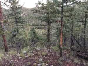 elk hunting Datil Mountains New Mexico