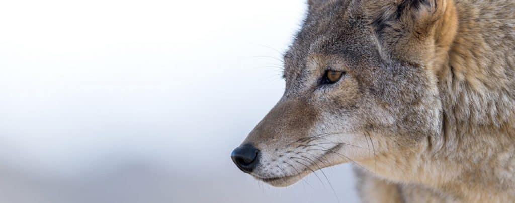 tips for snaring coyotes