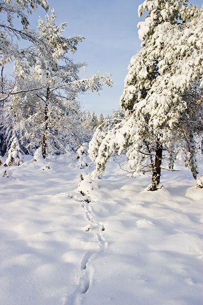 deer tracks in fresh snow on wisconsin public hunting land