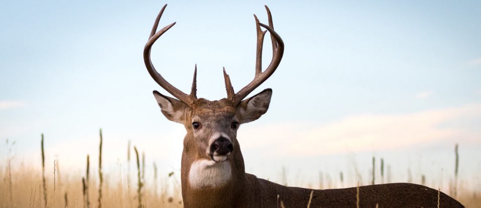 tips for deer hunting out of state