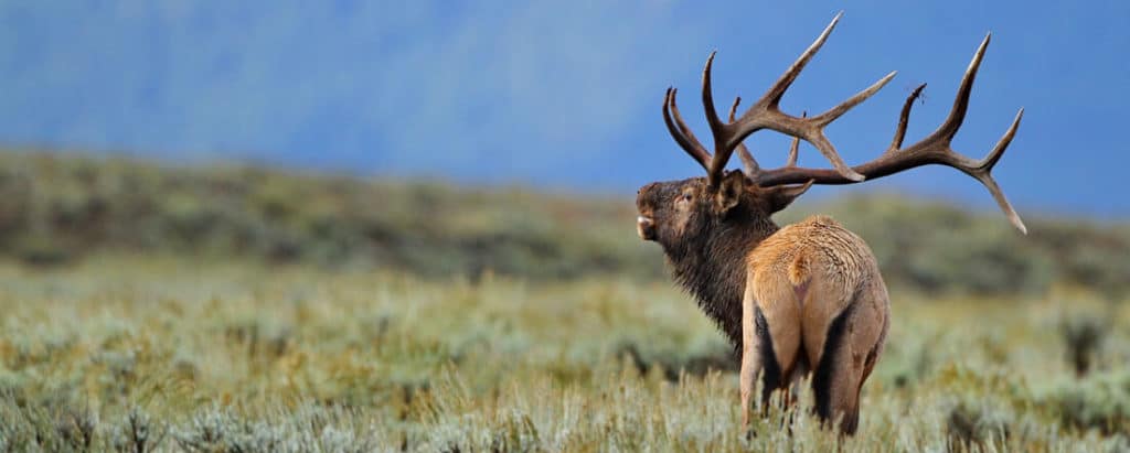 arizona elk non-resident hunting license tip to save money