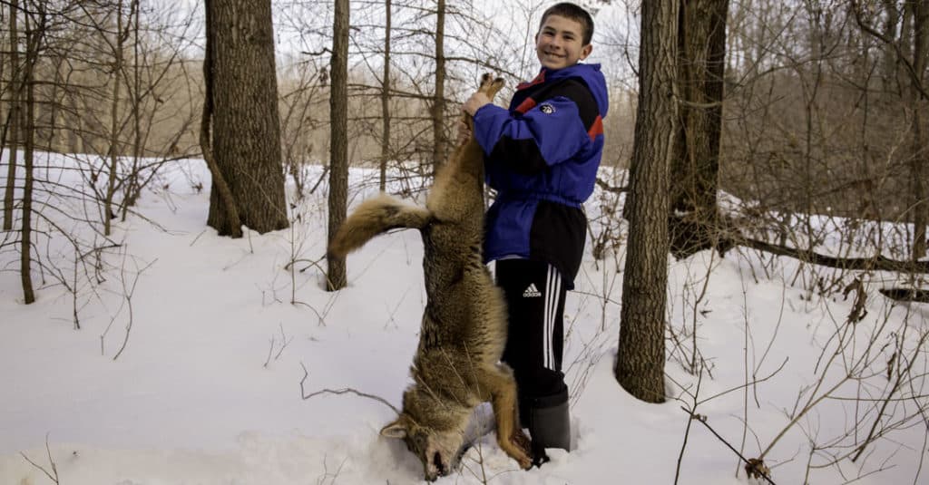 winter predator control - snaring coyotes