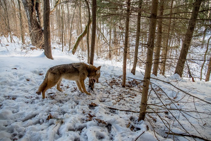winter predator control - coyote in snare