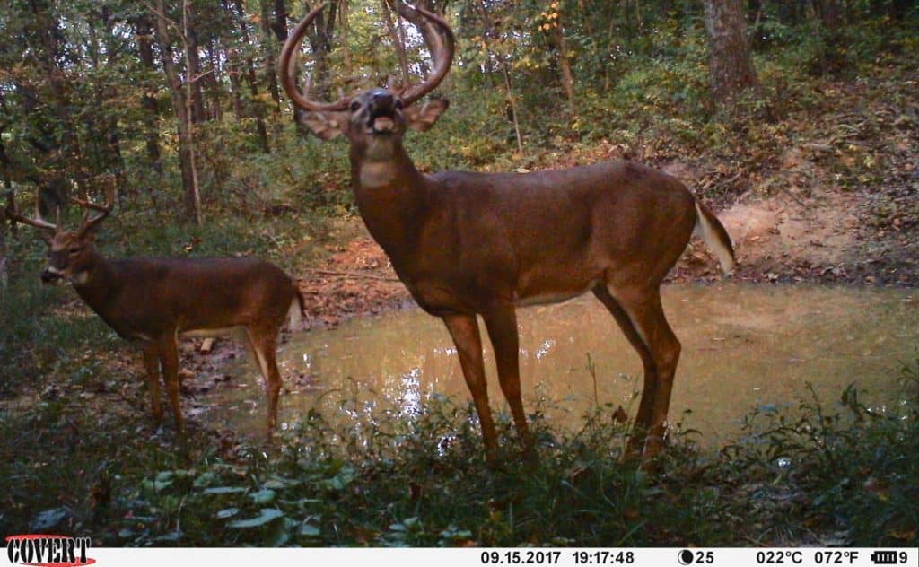 scouting bucks with trail cameras in their core areas