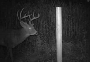 how to kill big bucks consistently - trail cam of big buck at rub post