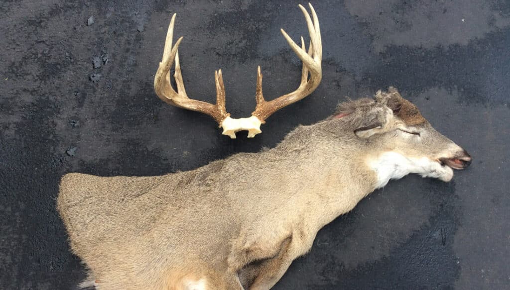 cape and antlers prepped for CWD travel restrictions