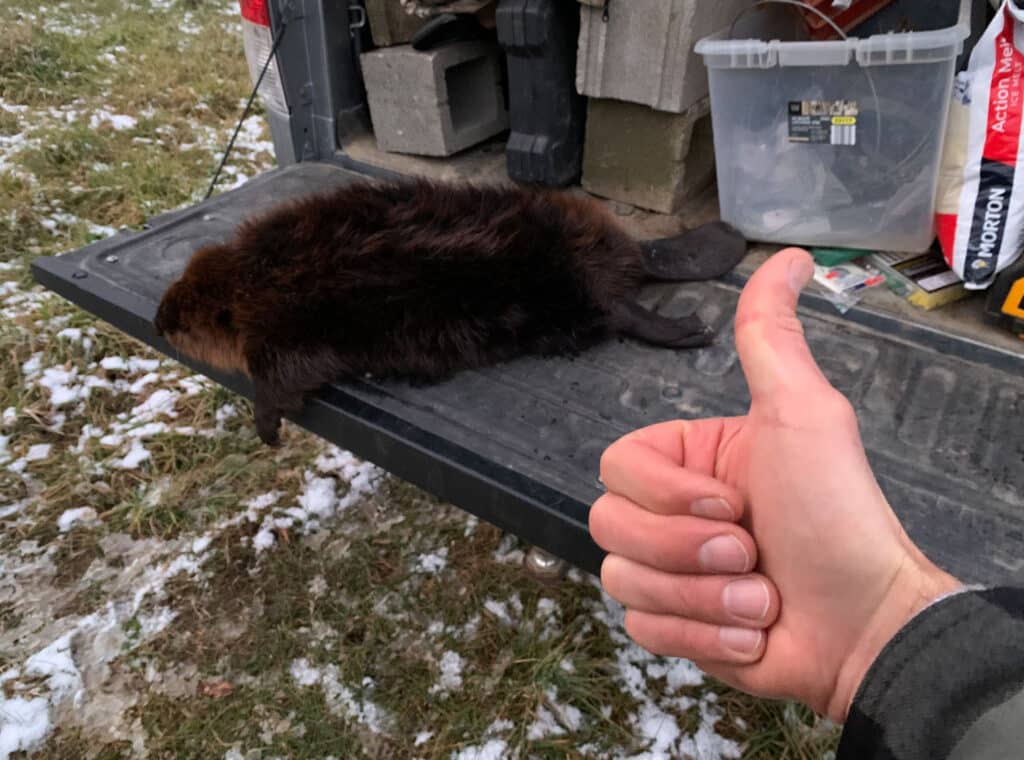 beaver trapping in southern Michigan